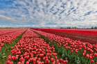USA, Washington State. Skagit Valley, tulips grown in field Art Print